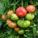 PINK SUGARY TOMATO